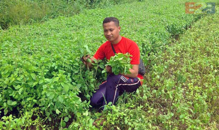 Sukses Bertani Kemangi, Petani Muda Cianjur binaan Kementan Raup Omset Tinggi