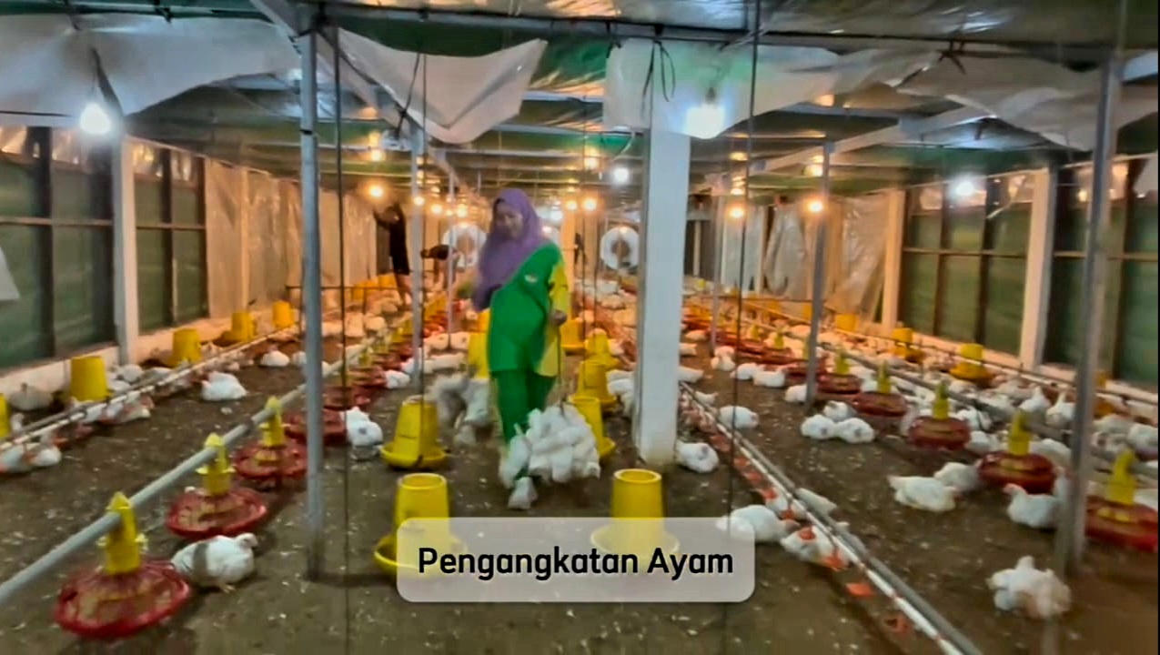 Siswa SMK-PP Negeri Kementan Sukses Budidaya Ayam Broiler dengan Industri