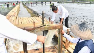 Program Pompanisasi, Presiden Jokowi Dorong Petani Panen Tiga Kali Setahun di Lampung