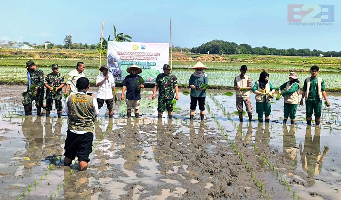 Tanam Padi, Mahasiswa Polbangtan Malang Kawal PAT Pompanisasi di Probolinggo