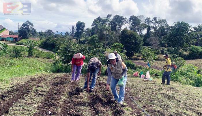 Program PAT Sumut, Petani Dairi Komit Capai Target Tumpang Sisip Padi Gogo