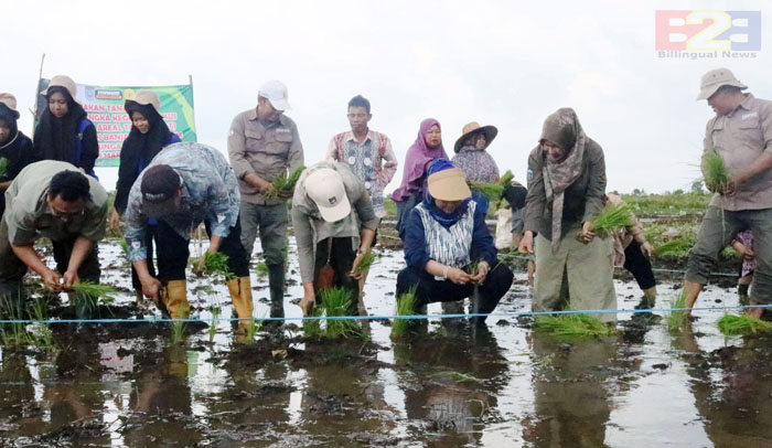 Dukung PAT Banjar Kalsel, Kabadan SDM Kementan Tanam Padi bersama Petani