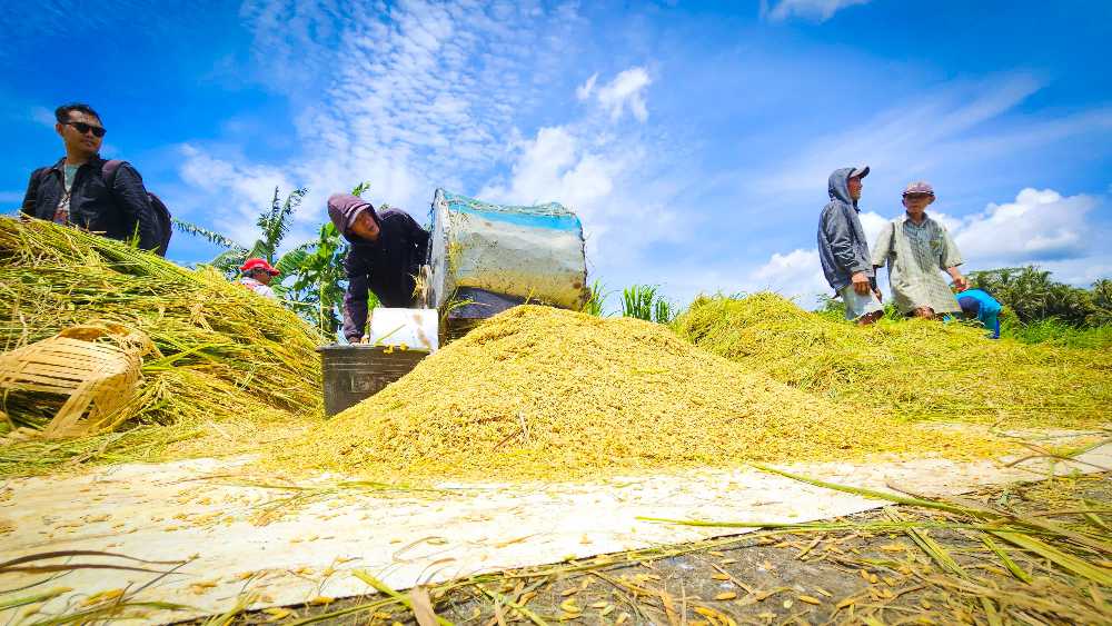 Harga Gabah di Bawah HPP,  Petani Kulonprogo Menjerit dan Harap Bulog Segera Bertindak