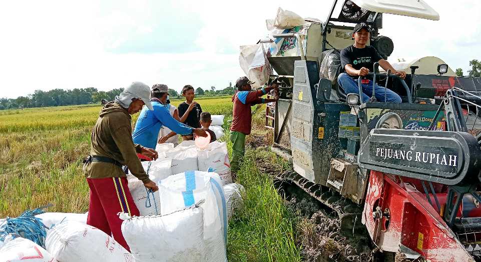 Jelang Panen Raya, Petani Ogan Ilir Sumsel Waspada Harga Gabah Anjlok