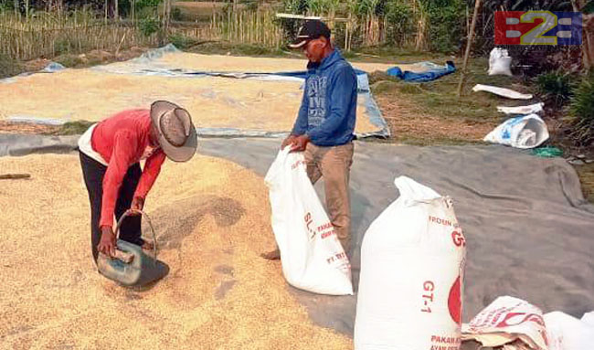 Tengkulak Terapkan Harga Seenaknya, Petani Bogor Desak Bulog Segera Bertindak