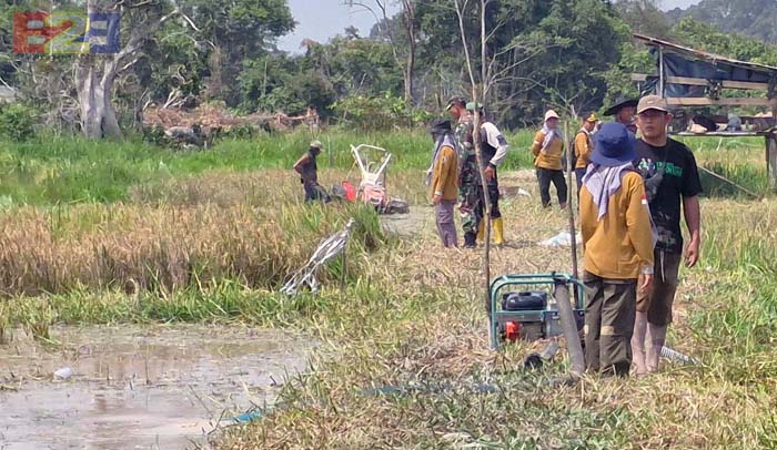 Kementan Dorong Peningkatan Produksi Padi di Muaro Jambi via Optimalisasi Lahan Rawa