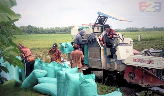 Panen Raya, Kementan Jaga Stabilitas Harga Gabah di OKU Timur Sumsel